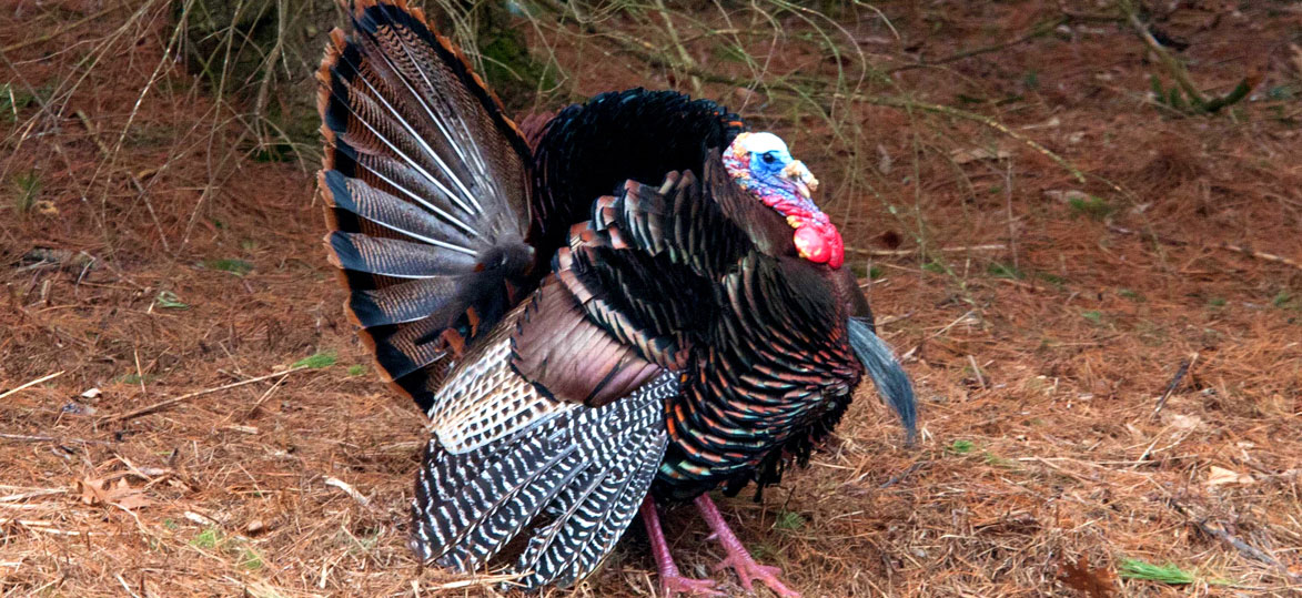 Eastern Wild Turkey Vermont Fish & Wildlife Department